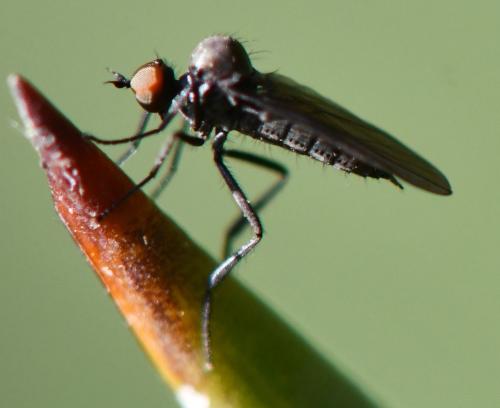Bicellaria sp.